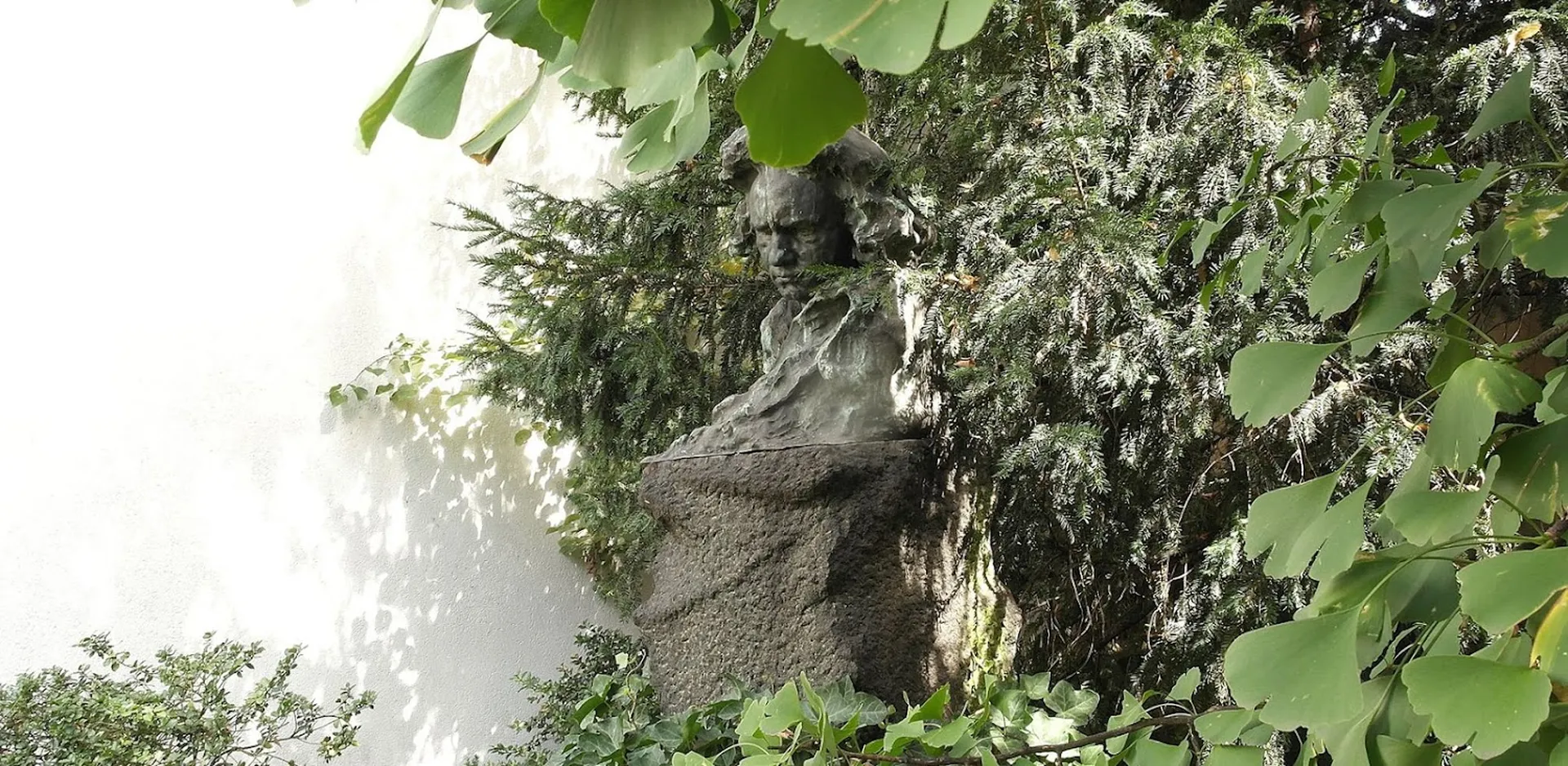 Yew branches and ginkgo leaves frame the large bust of St. Beethoven in the garden of the Beethoven House. The mighty ginkgo tree was a gift from a Japanese monk.